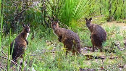 trois wallibies nature