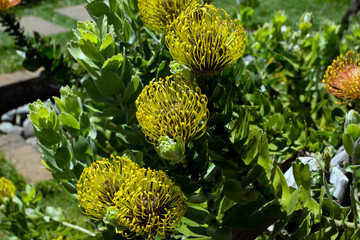 Proteia, schöne Blume