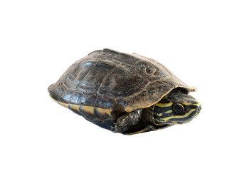 Fototapeta premium turtle on white background