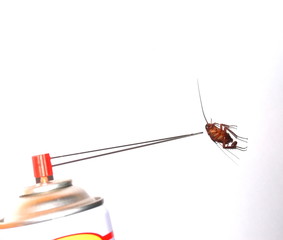 cockroach with pest killer spray point to the head