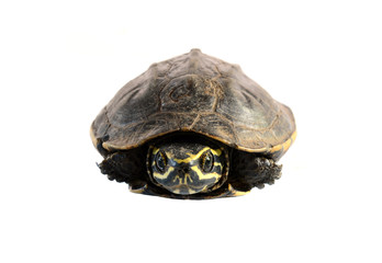 Obraz premium turtle on white background