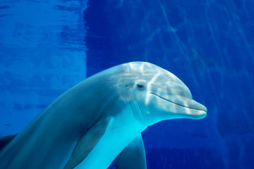 Delfino curioso