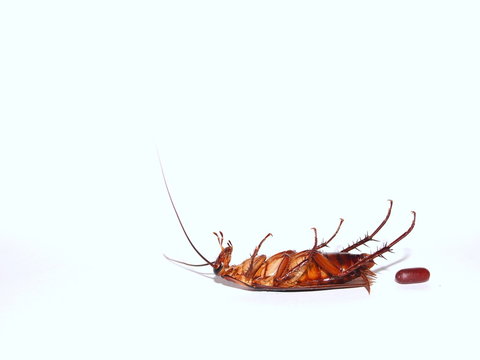 Close up photo of cockroach