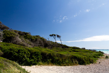 Fototapeta na wymiar Dream - plaża z sosny