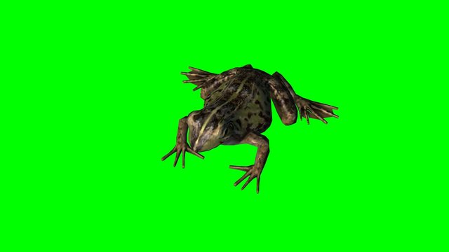frog idle - green screen