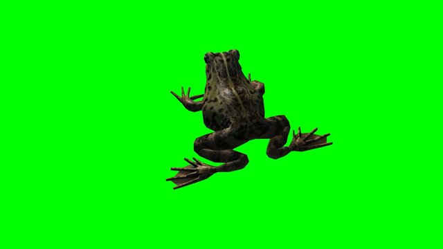 frog idle - green screen