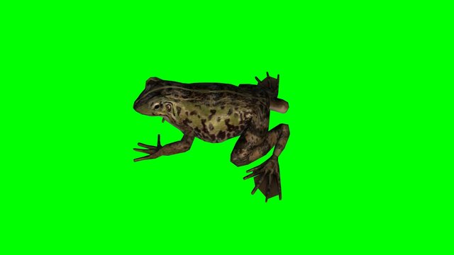 frog idle - green screen