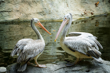 Couple of Pelican