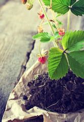 transplant strawberries