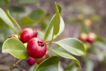 Goyavier fraise, Psidium littorale Raddi