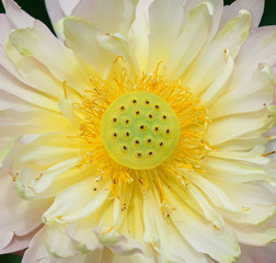 blooming lotus flower