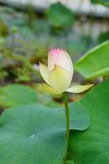 Obraz premium blooming lotus flower