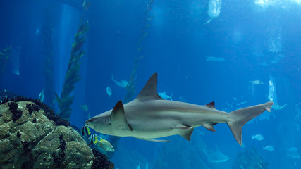Fototapeta premium Shark