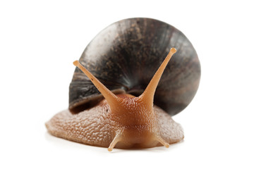 Schnecke