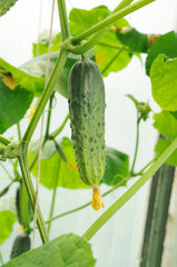 young cucumbers growing  in greenhouse