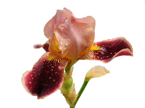 burgundy iris flower isolated on white background