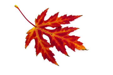 maple autumn leaf on white background