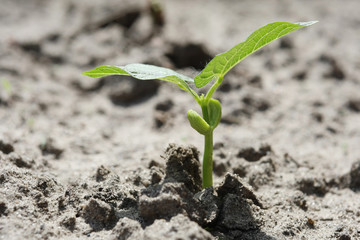 young green sprout bean