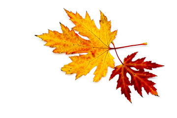 maple autumn leaves isolated on white background