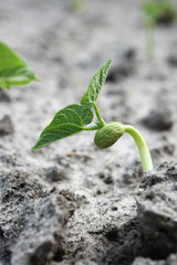 young green sprout bean