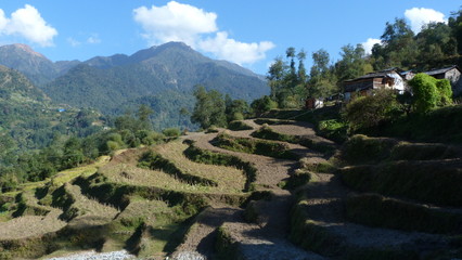 Rizi&egrave;res N&eacute;pal