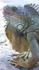 Iguane