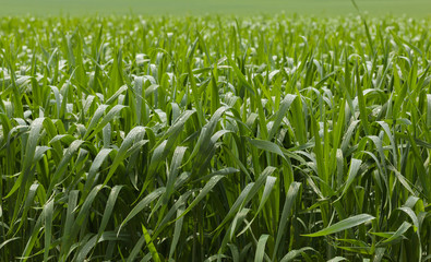 Obraz premium Green cereal field after rain
