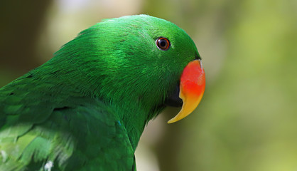 Adult male Eclectus Parrot (Eclectus roratus)