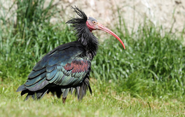 Close-up view of a Hermit Ibis (Geronticus eremita)