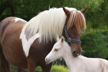 Fototapeta premium Ponette pie alezan et son poulain palomino