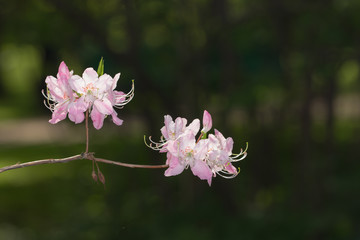 rhododendron branch