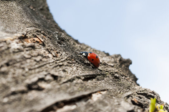 Ladybug on a bark