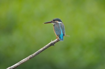 Common Kingfisher