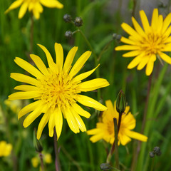 blumenwiese