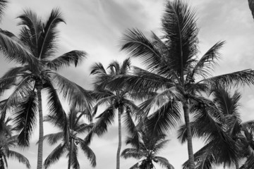 Fototapety  Drzewa kokosowe w sepii