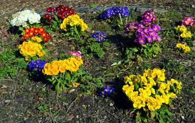 Mixed primulas