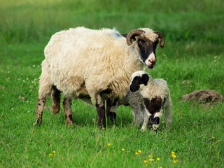 Fototapeta premium sheep and lamb