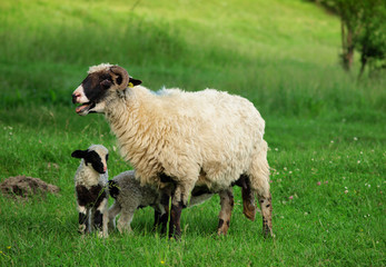 sheep and lamb