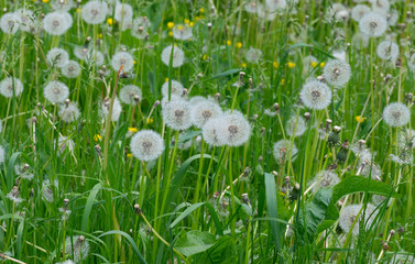 Field with retired dandelions.