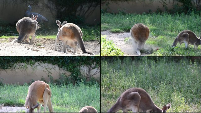 Compilation - K&auml;ngurus