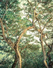 Vintage styled trees