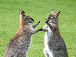 Stickers pour porte Kangourou Wallaby à cou rouge (Macropus rufogriseus)