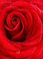 Red rose macro shot.