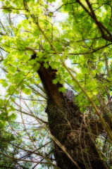 Alter Baum Sonne