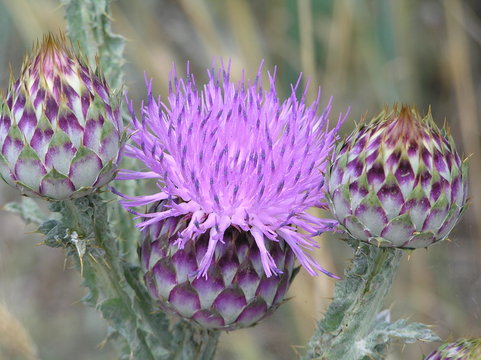 Distelknoten Bilder Durchsuchen 6 Archivfotos, und