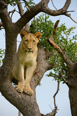 Löwin sitzt auf einem Baum