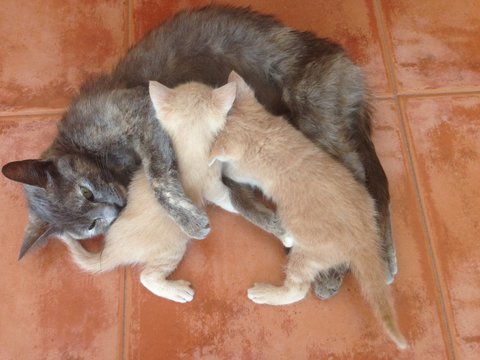 Gata amamantando