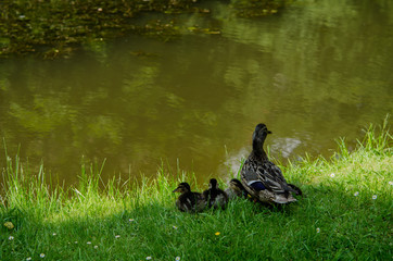 Wildenten Familie am Teich