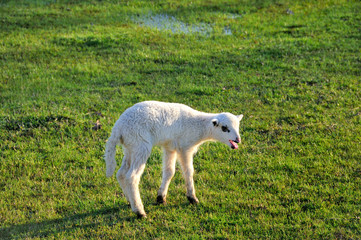 Obraz premium Bleating lamb on the meadow