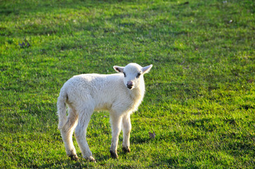Obraz premium Single lamb on the meadow